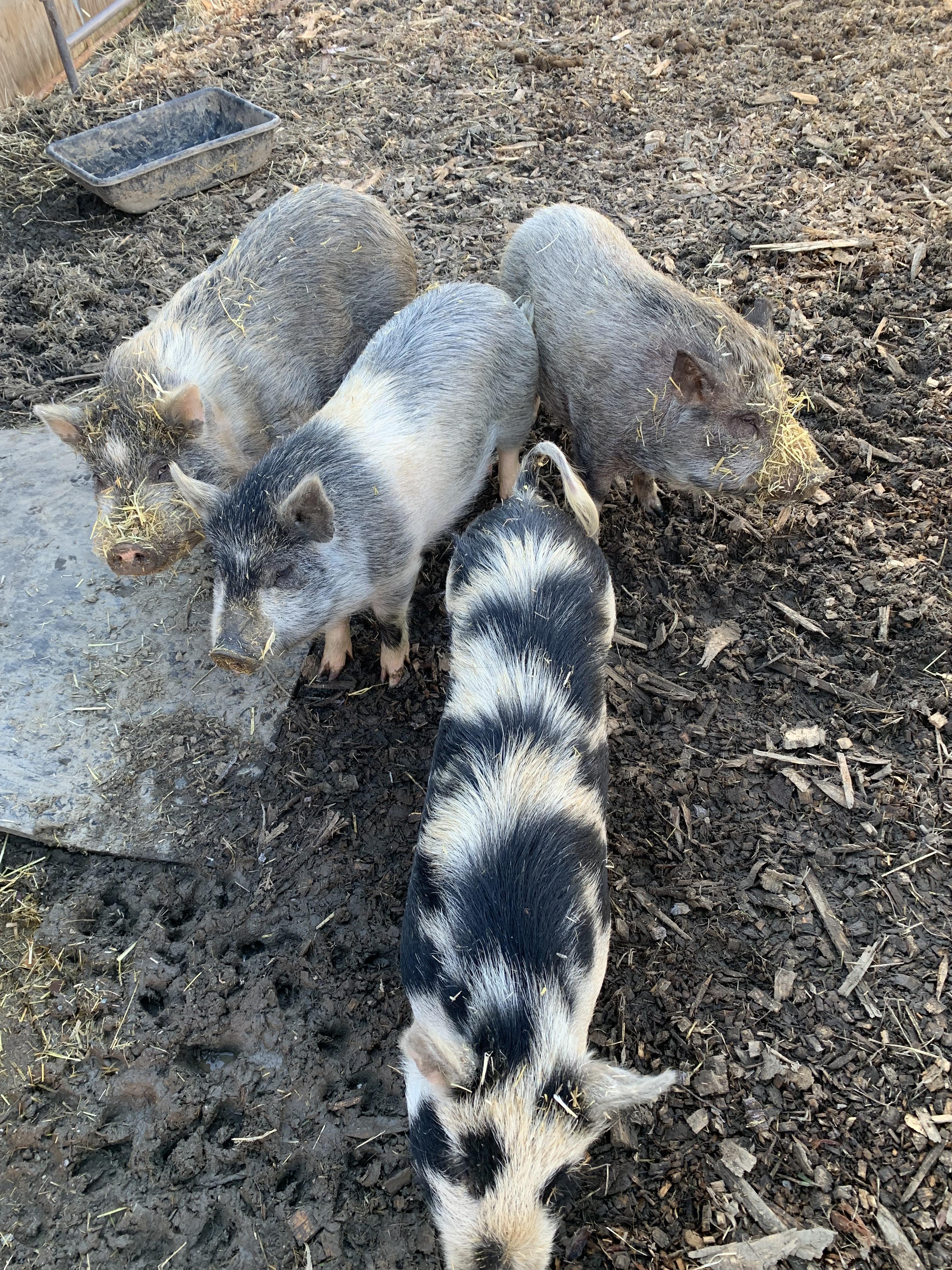 Enlarge Pigs, a ADOPTABLE mixed breed in Grass Valley, CA image 2/3