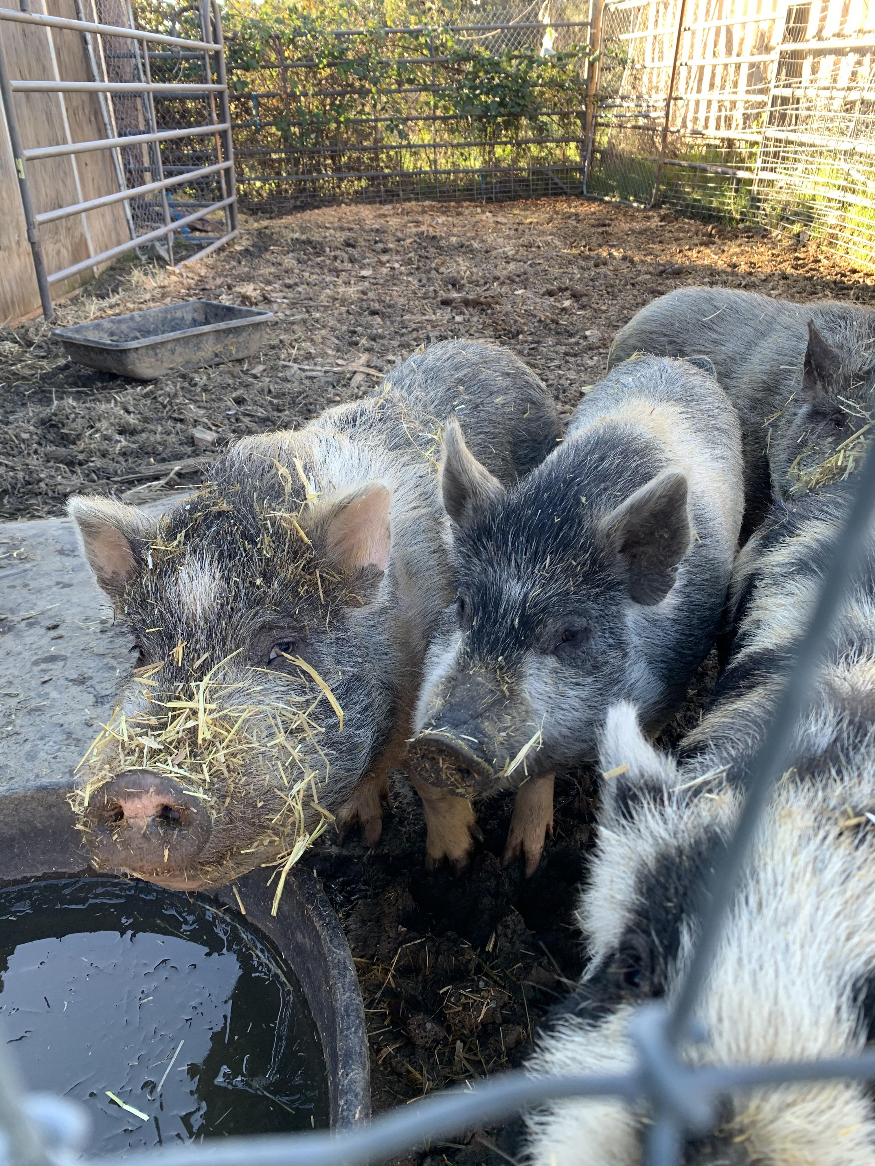 Pigs, ADOPTABLE, Adult Male Pot Bellied.