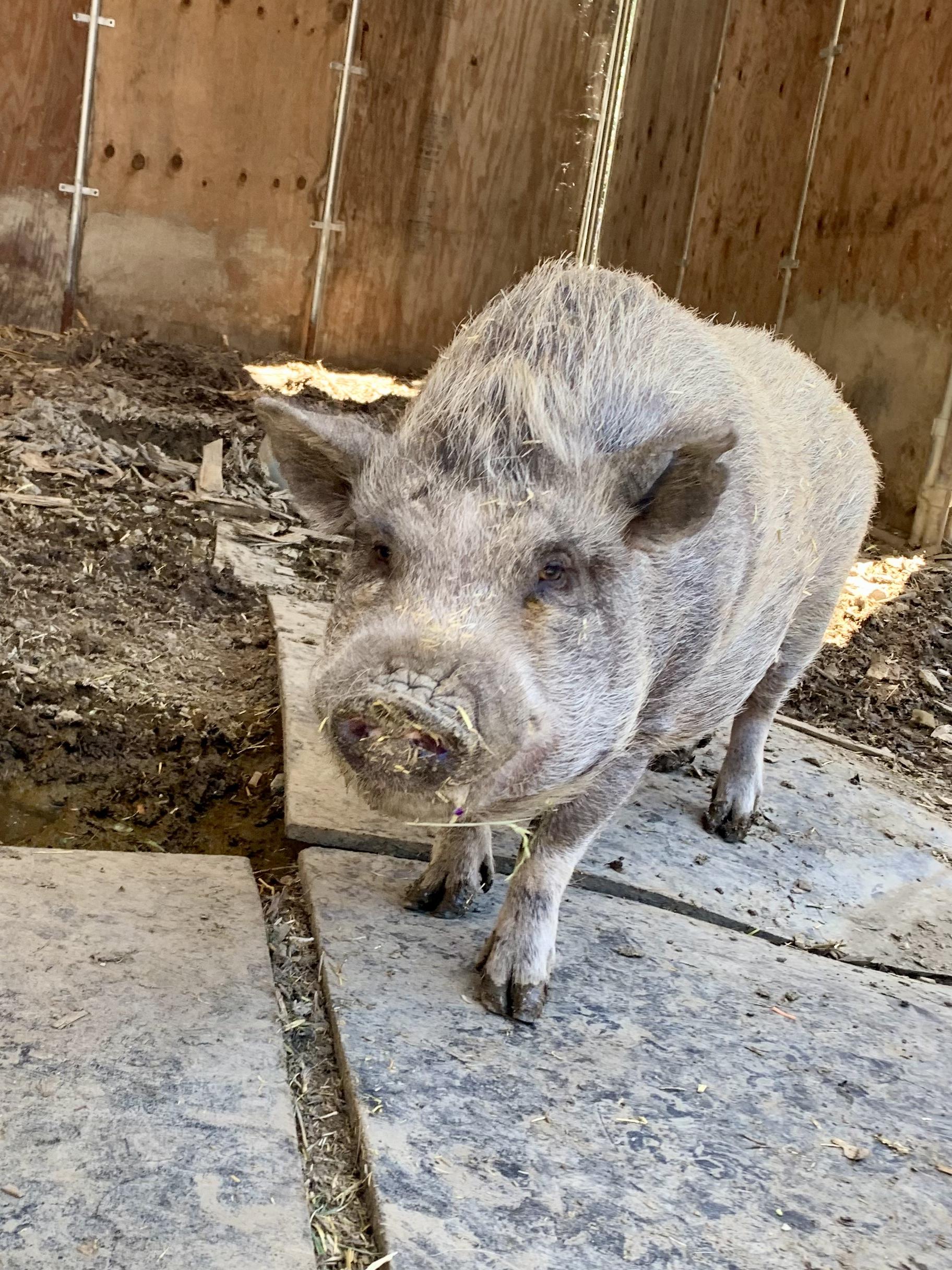 Pigs, ADOPTABLE, Adult Male Pot Bellied.