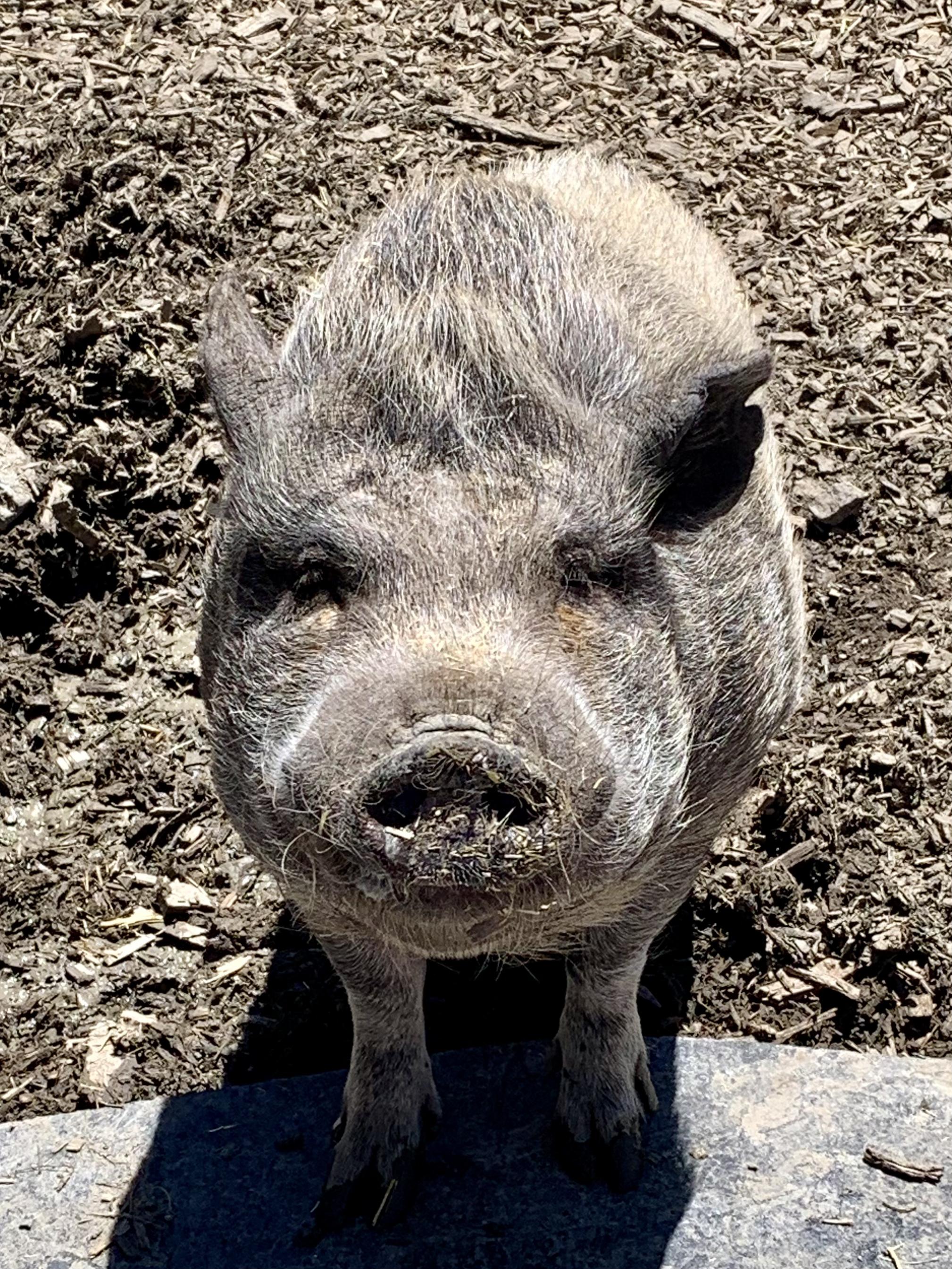Pigs, a ADOPTABLE mixed breed in Grass Valley, CA image 6/6