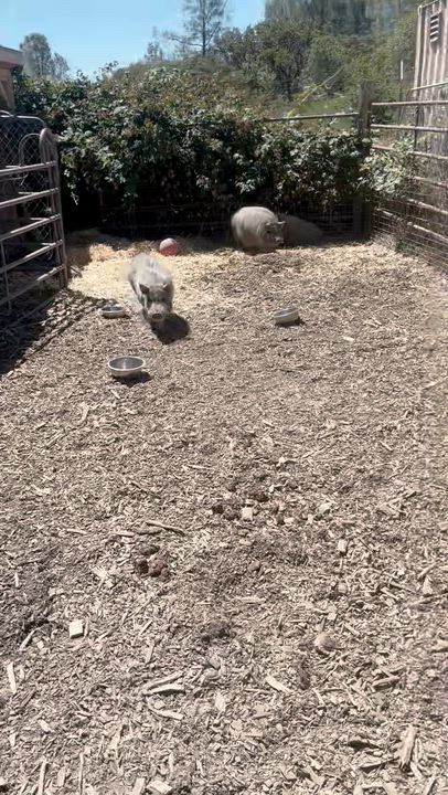 Enlarge Pigs, a ADOPTABLE mixed breed in Grass Valley, CA video 6/6