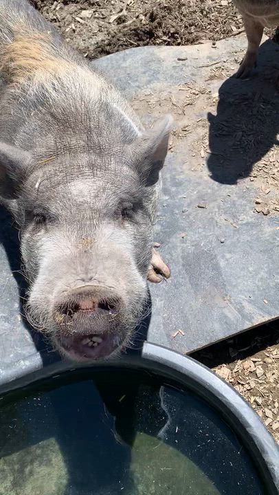 Enlarge Pigs, a ADOPTABLE mixed breed in Grass Valley, CA video 4/6