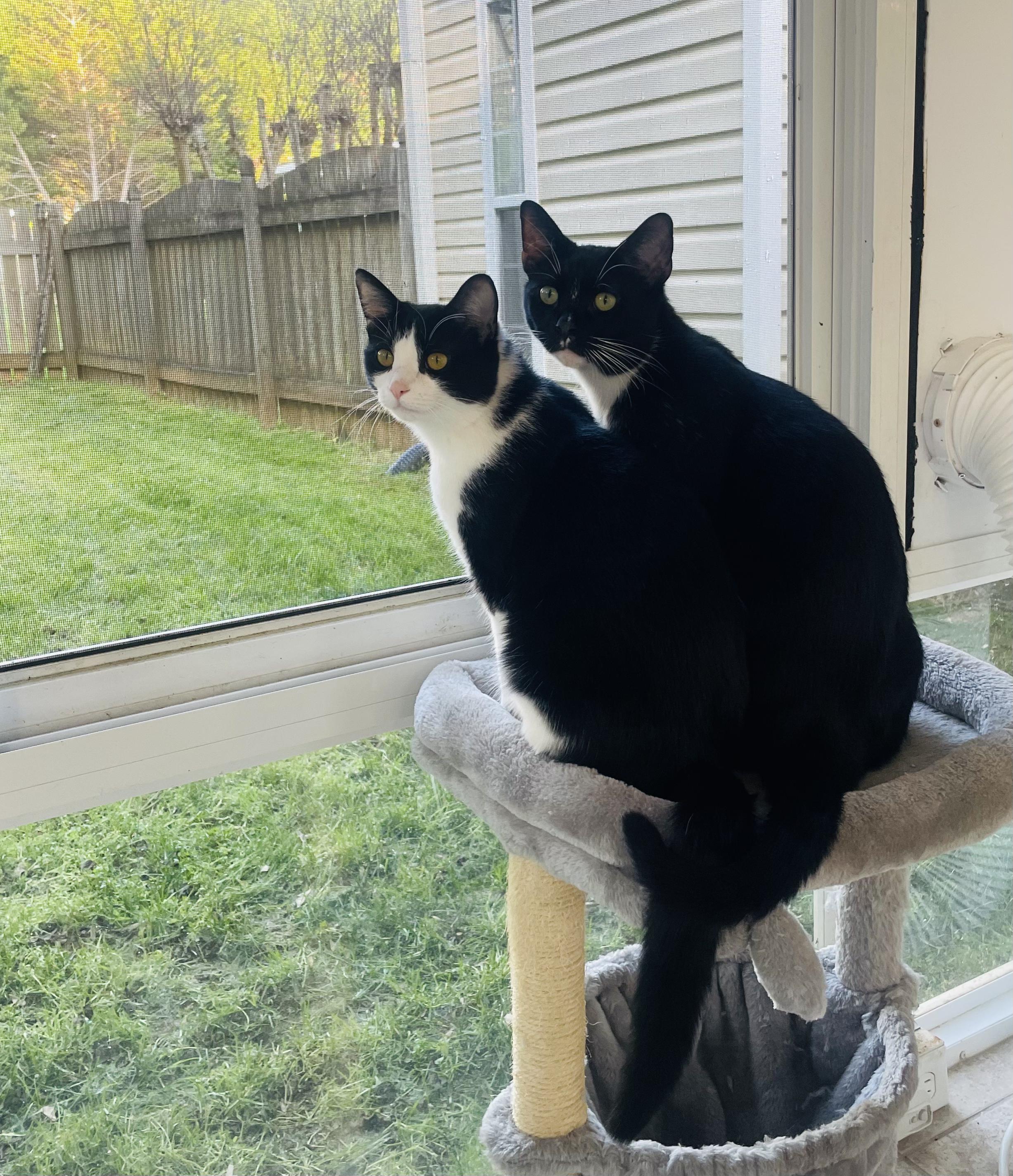 Basil and Posie, Young Male unknown