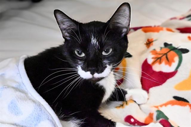 ELOISE, Adoptable, Adult Female Domestic Short Hair.