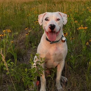 Fen 22589, Adoptable, Adult Male American Bulldog.
