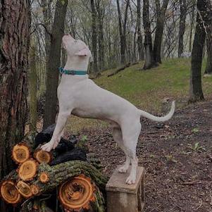 Fen 22589, a Adoptable American Bulldog in Minneapolis, MN image 2/6