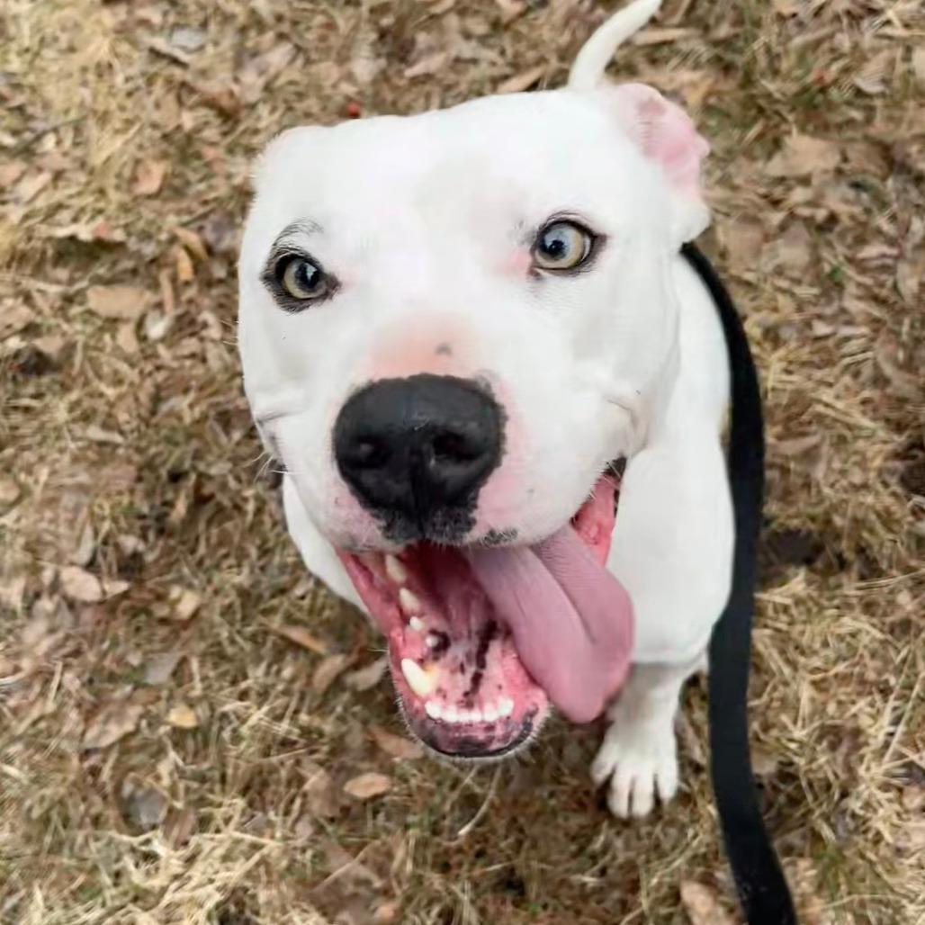 Fen 22589, a Adoptable American Bulldog in Minneapolis, MN image 3/6