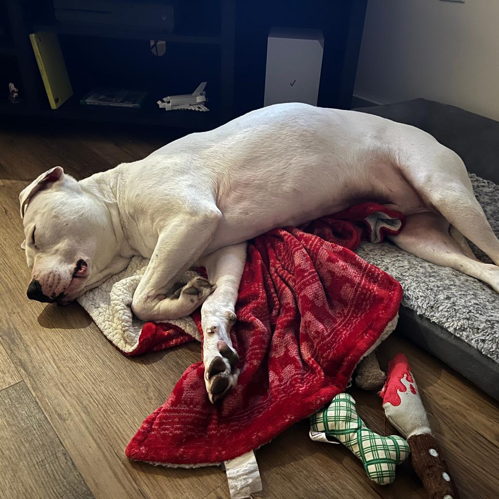 Fen 22589, a Adoptable American Bulldog in Minneapolis, MN image 4/6