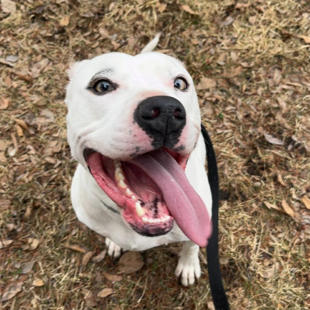 Fen 22589, a Adoptable American Bulldog in Minneapolis, MN image 5/6