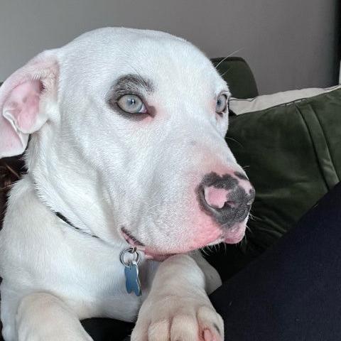 Fen 22589, a Adoptable American Bulldog in Minneapolis, MN image 6/6