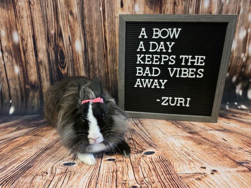 Zuri, Adoptable, Adult Female Lionhead.