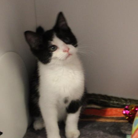 Enlarge Sylvester, a Adoptable Domestic Short Hair in Defiance, OH image 1/6