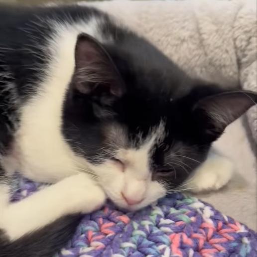 Enlarge Sylvester, a Adoptable Domestic Short Hair in Defiance, OH image 2/6