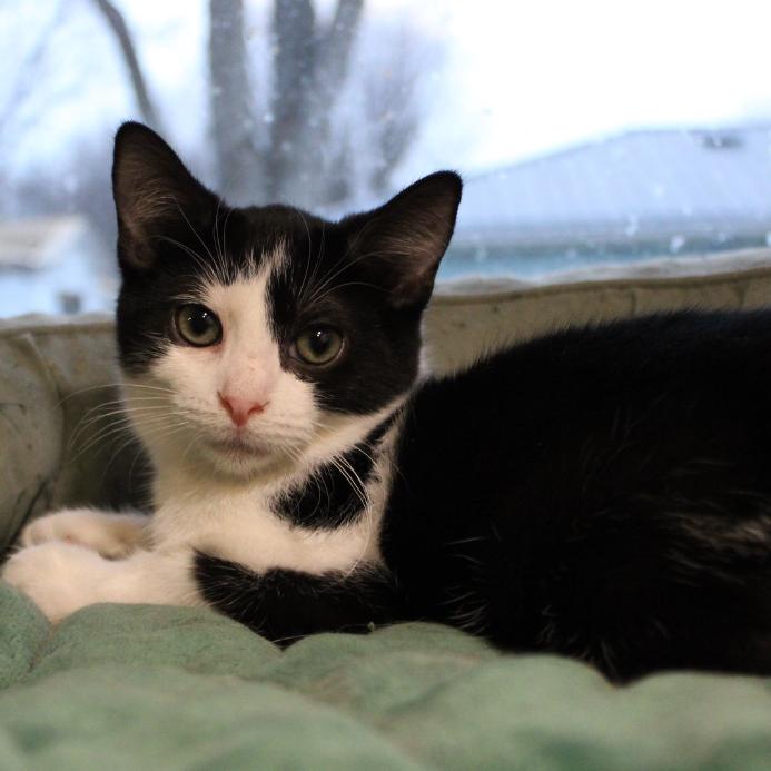 Enlarge Sylvester, a Adoptable Domestic Short Hair in Defiance, OH image 3/6