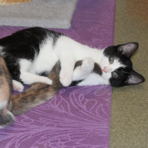 Enlarge Sylvester, a Adoptable Domestic Short Hair in Defiance, OH image 4/6