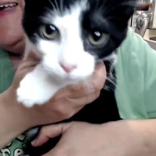 Enlarge Sylvester, a Adoptable Domestic Short Hair in Defiance, OH image 5/6
