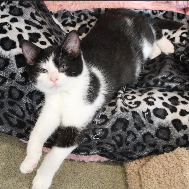Enlarge Sylvester, a Adoptable Domestic Short Hair in Defiance, OH image 6/6