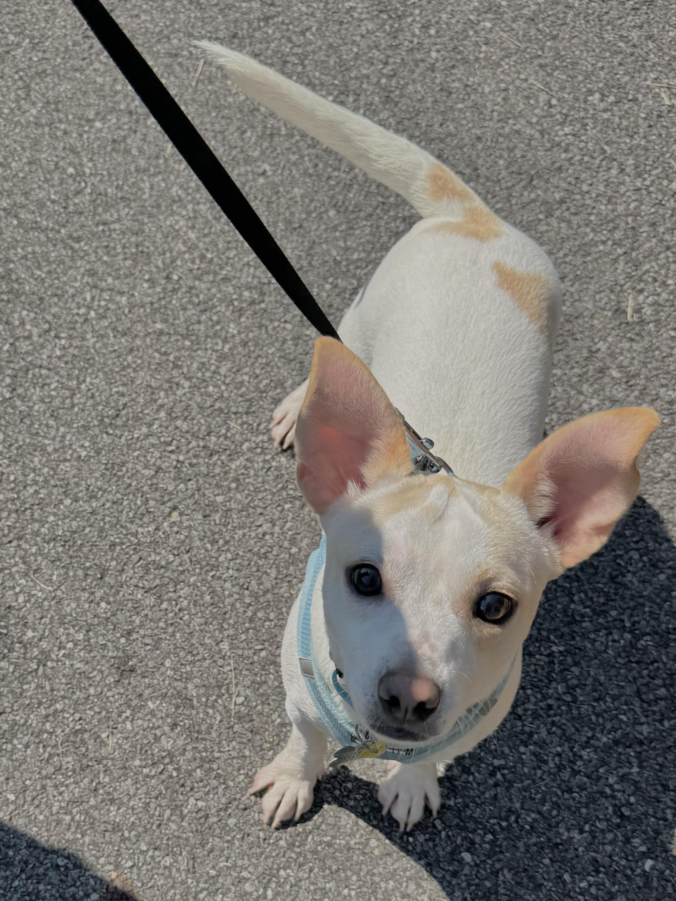 Opie, an adopted mixed breed in Albany, NY image 4/6