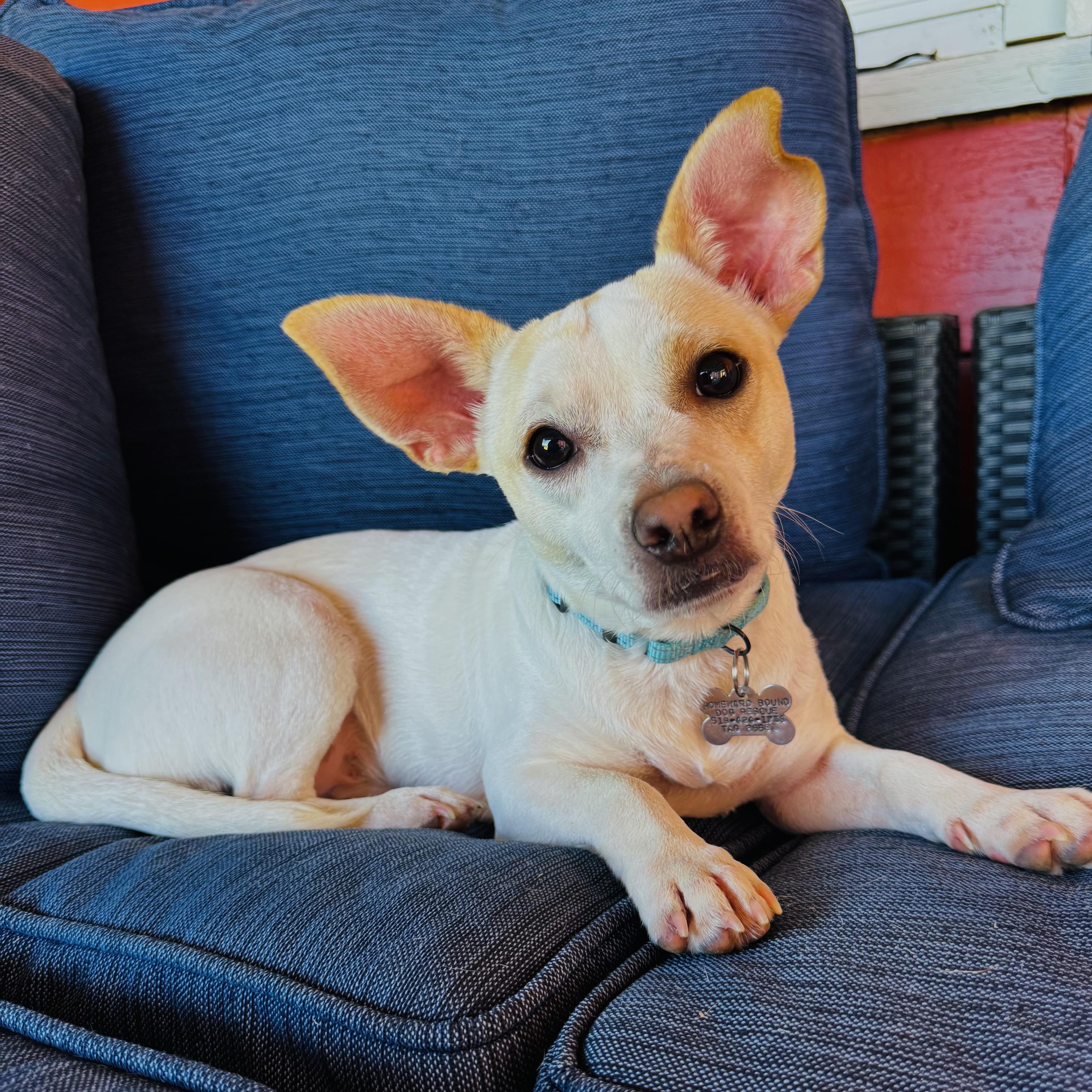 Opie, an adopted mixed breed in Albany, NY image 1/6
