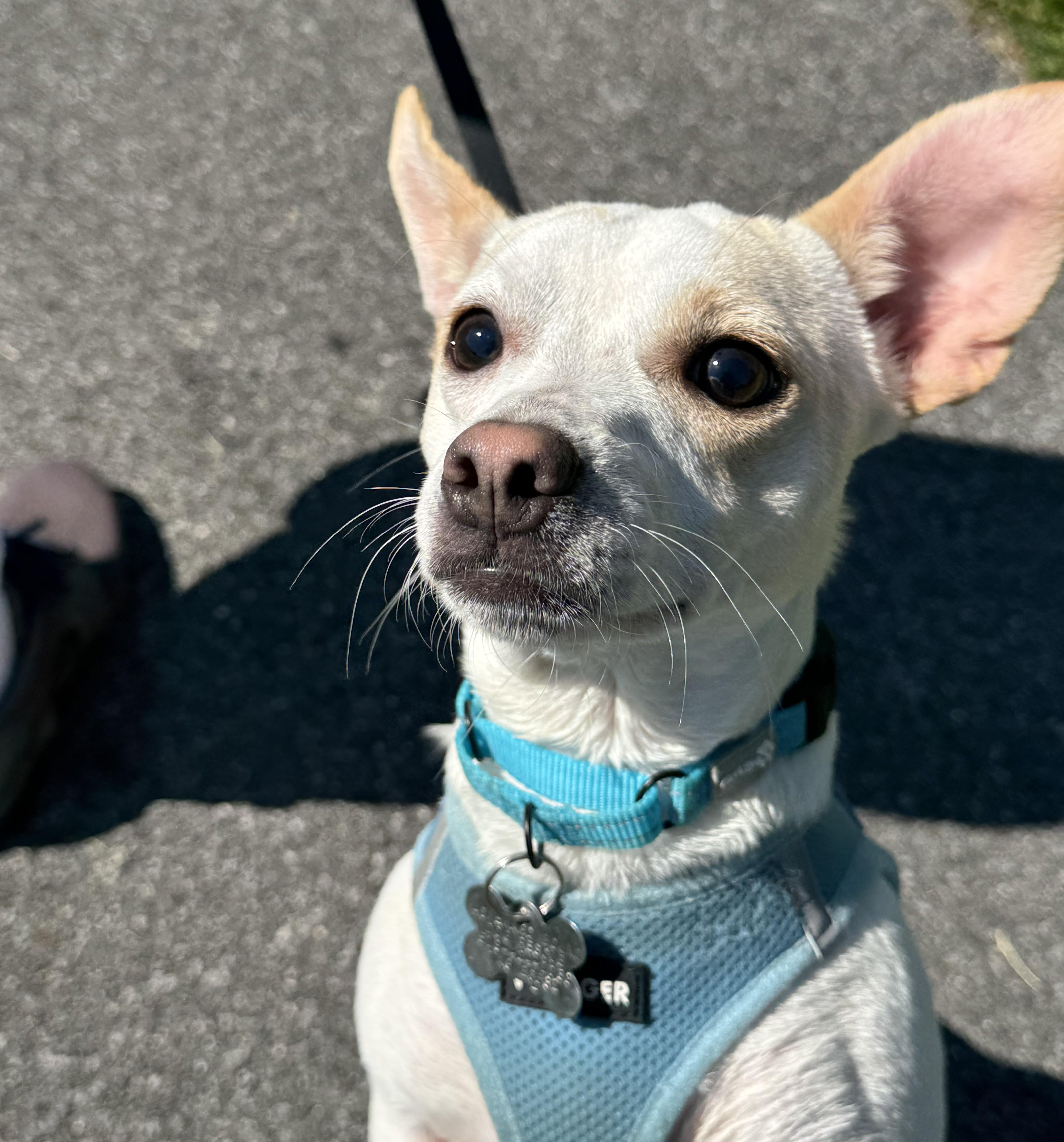 Opie, an adopted mixed breed in Albany, NY image 3/6
