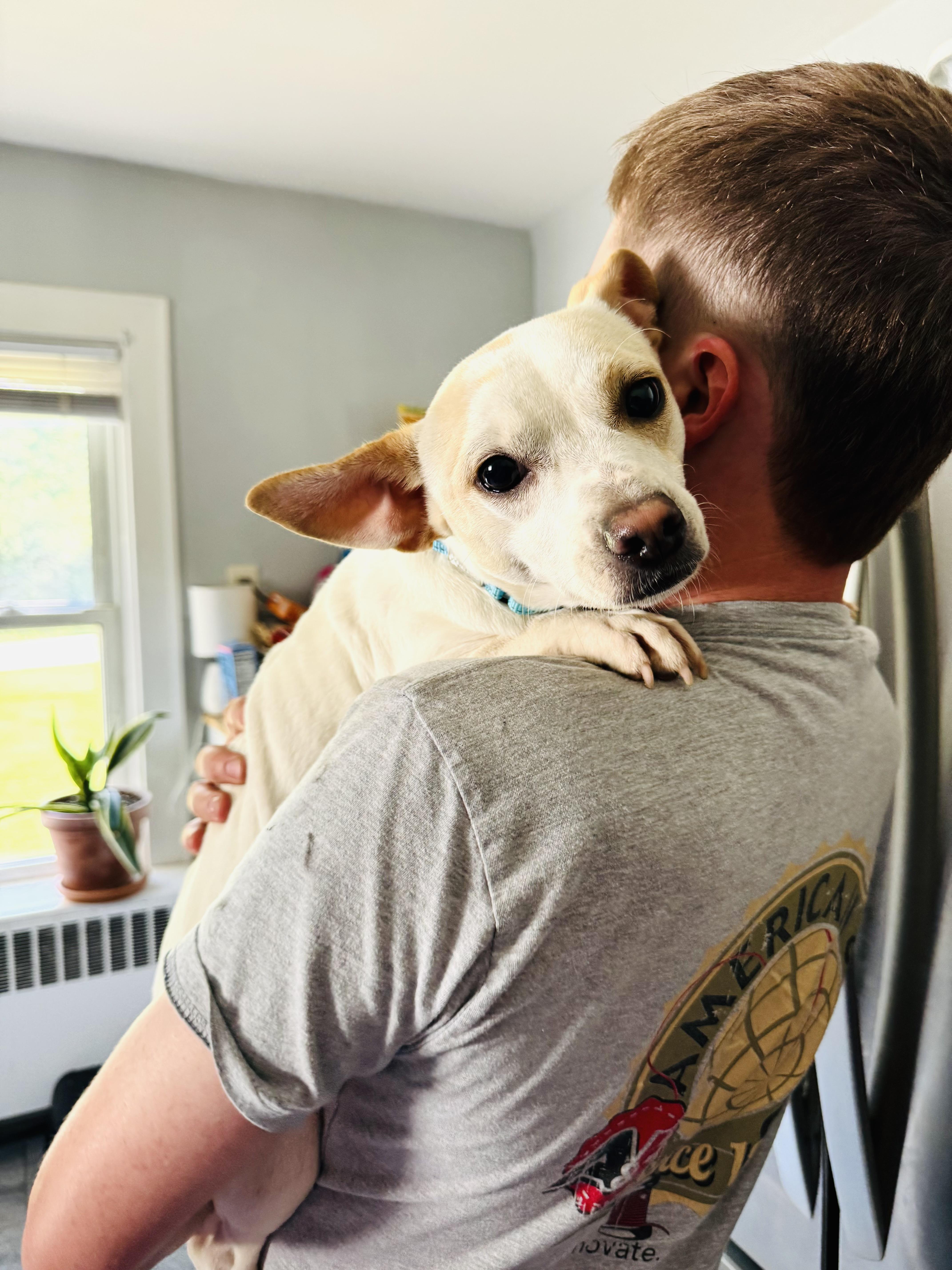 Opie, an adopted mixed breed in Albany, NY image 5/6