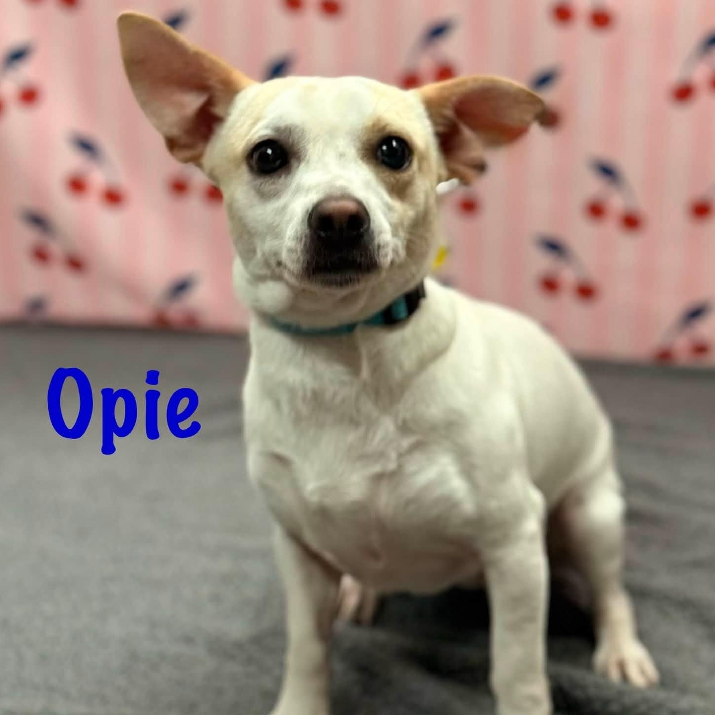 Opie, an adopted mixed breed in Albany, NY image 6/6