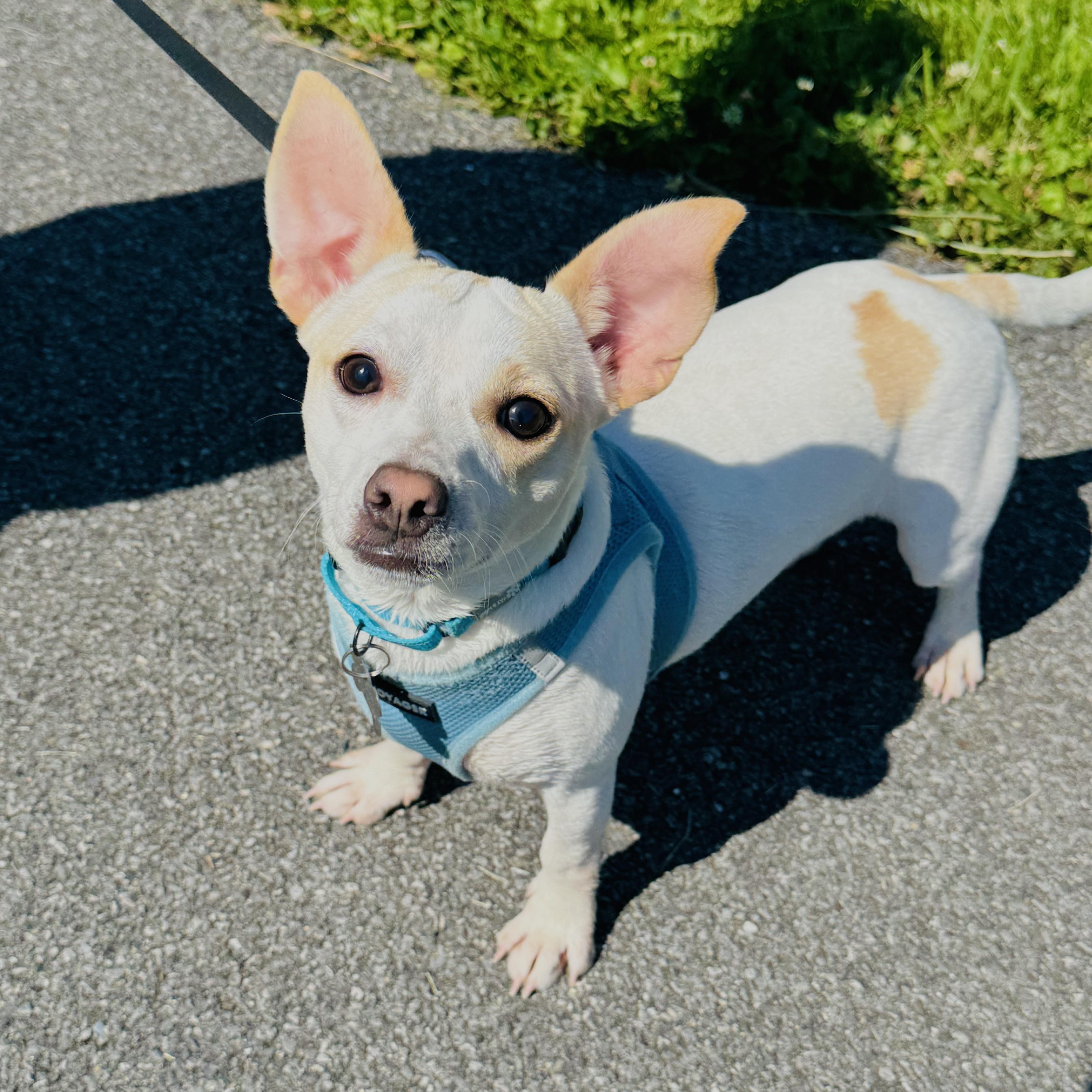 Opie, an adopted mixed breed in Albany, NY image 2/6