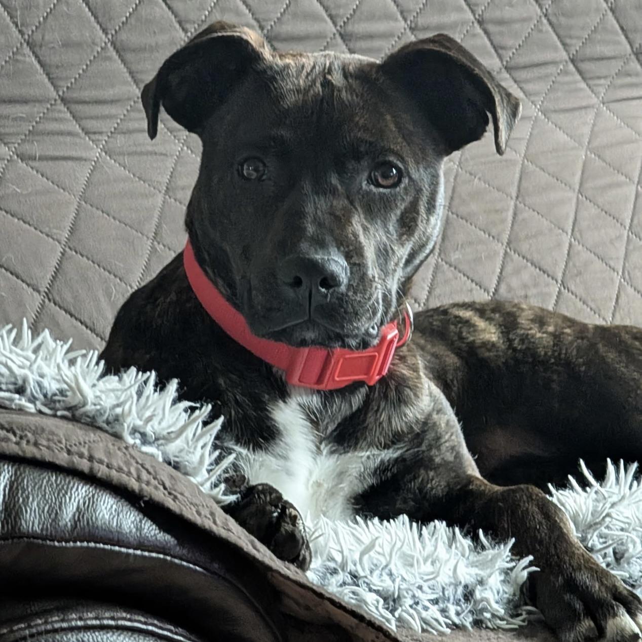 NINA—URGENT!, Adoptable, Puppy Female Pit Bull Terrier & Terrier.