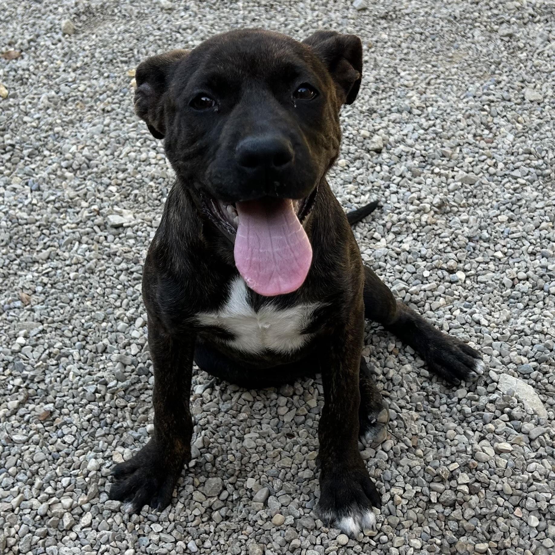 NINA—URGENT!, a Adoptable mixed breed in Wilmington, OH image 4/4