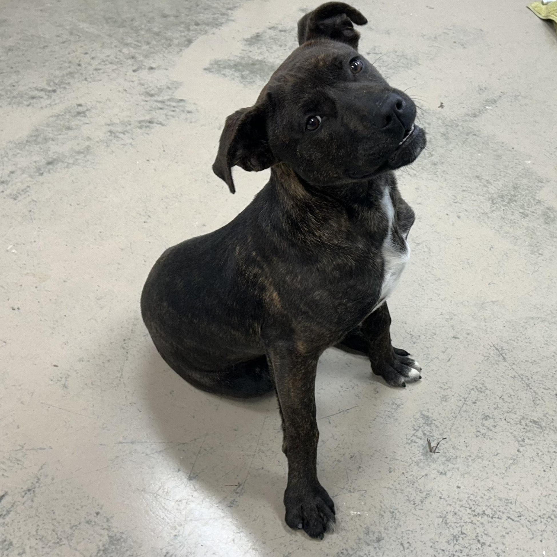 NINA—URGENT!, a Adoptable mixed breed in Wilmington, OH image 1/4