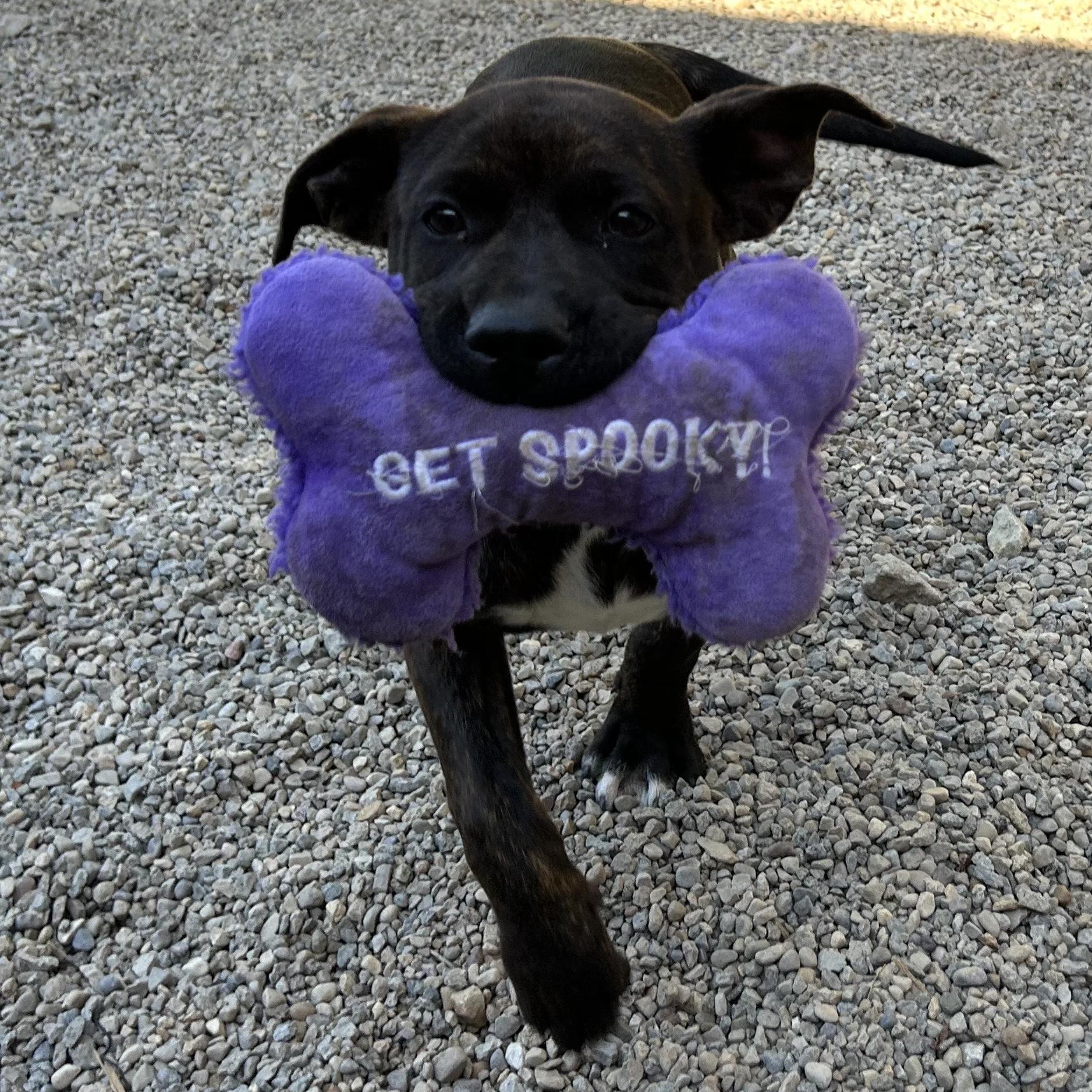 NINA—URGENT!, a Adoptable mixed breed in Wilmington, OH image 3/4