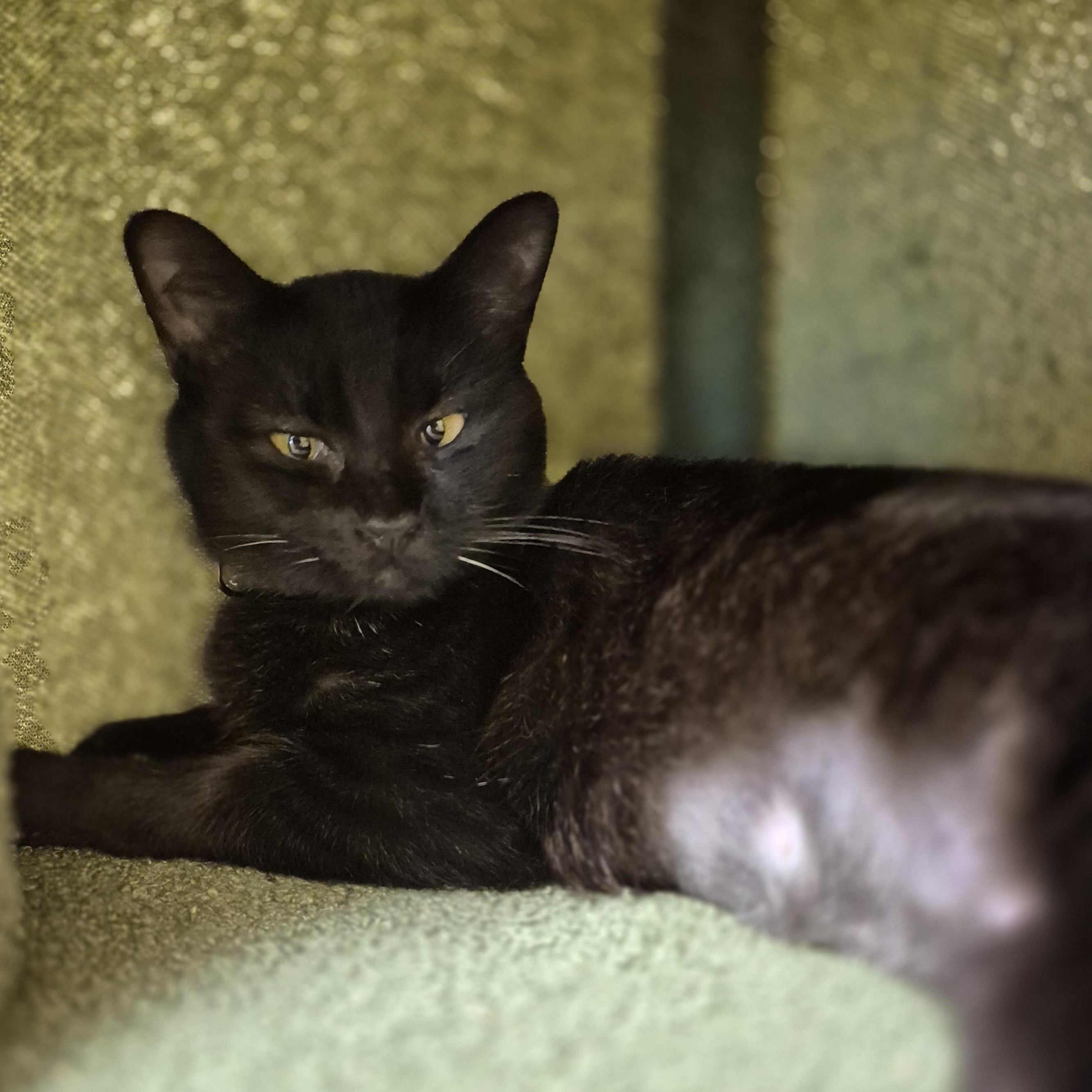 Emory, Adoptable, Adult Female Domestic Short Hair.