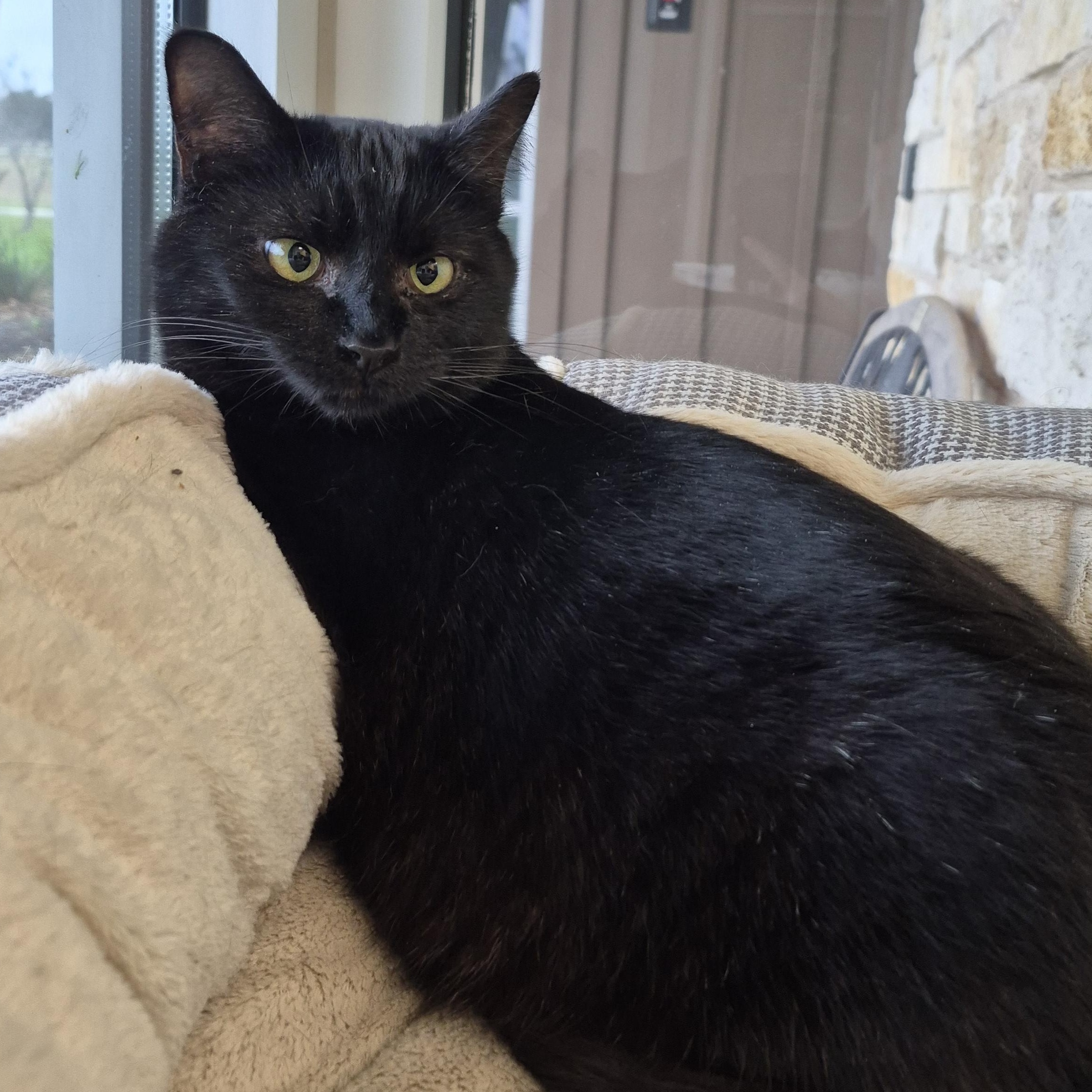 Enlarge Emory, a Adoptable Domestic Short Hair in Schertz, TX image 3/3