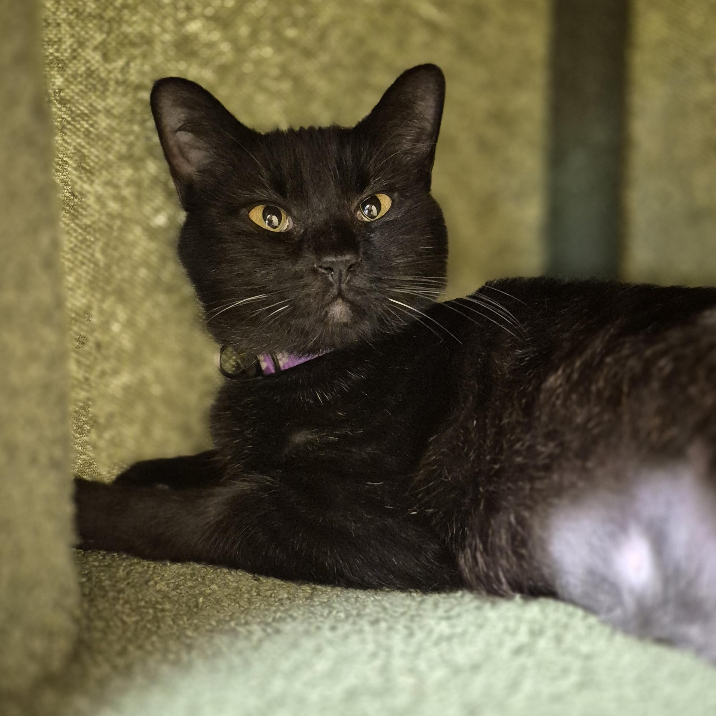 Enlarge Emory, a Adoptable Domestic Short Hair in Schertz, TX image 2/3