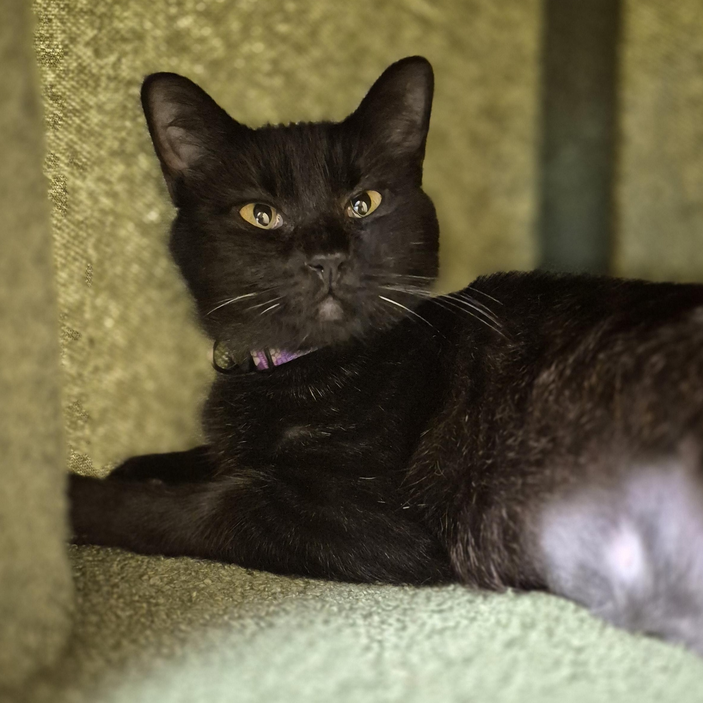 Enlarge Emory, a Adoptable Domestic Short Hair in Schertz, TX image 3/3