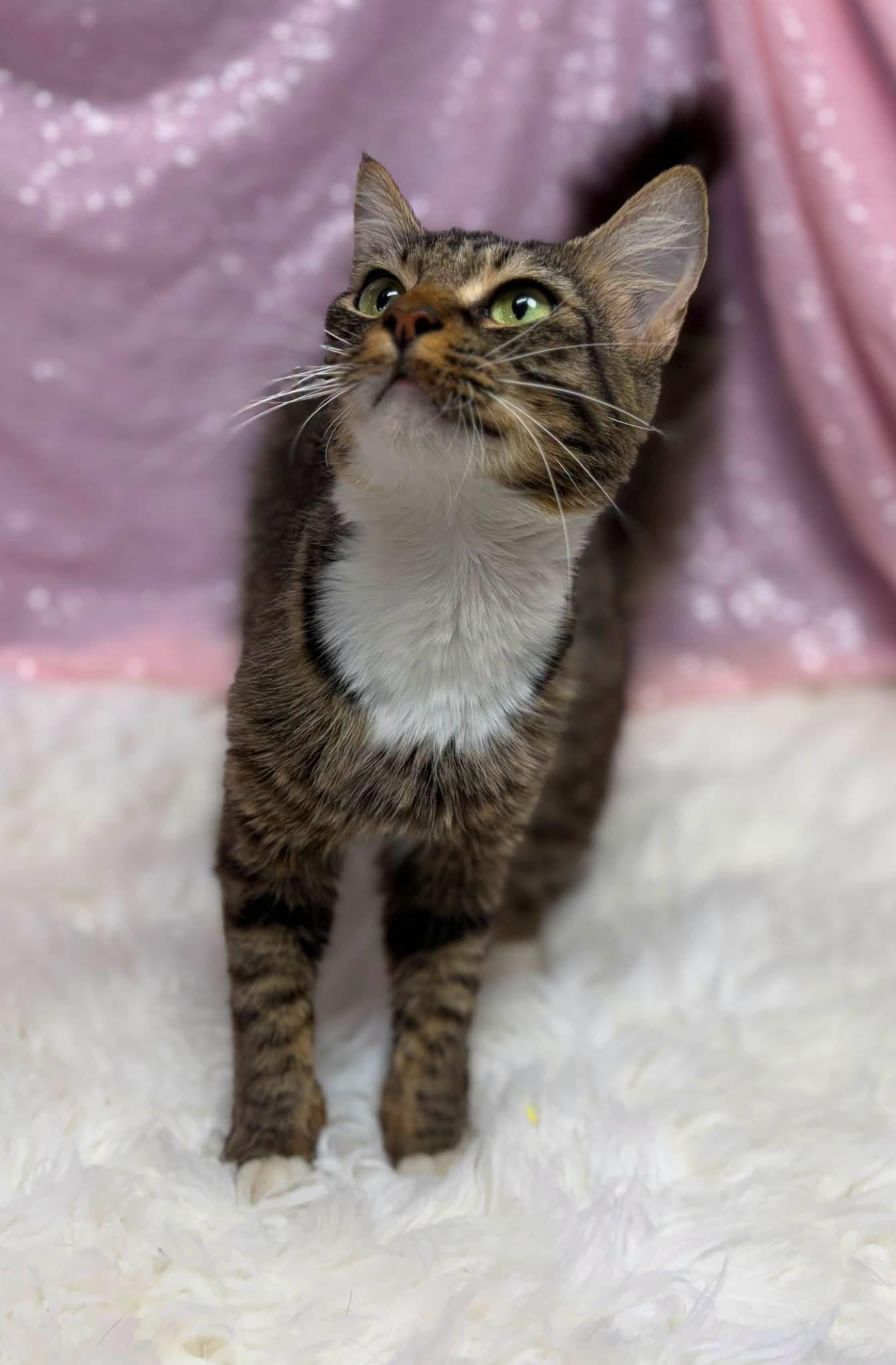 Maren, Adoptable, Adult Female Domestic Medium Hair.