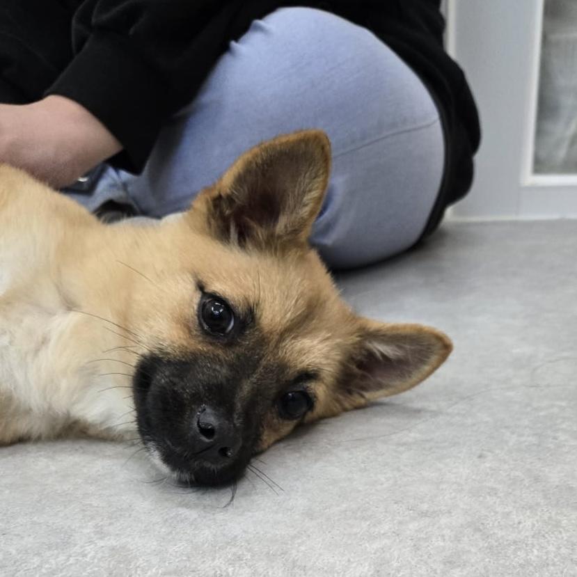 Enlarge Yerol, a Adoptable mixed breed in Manchester , NH image 5/5