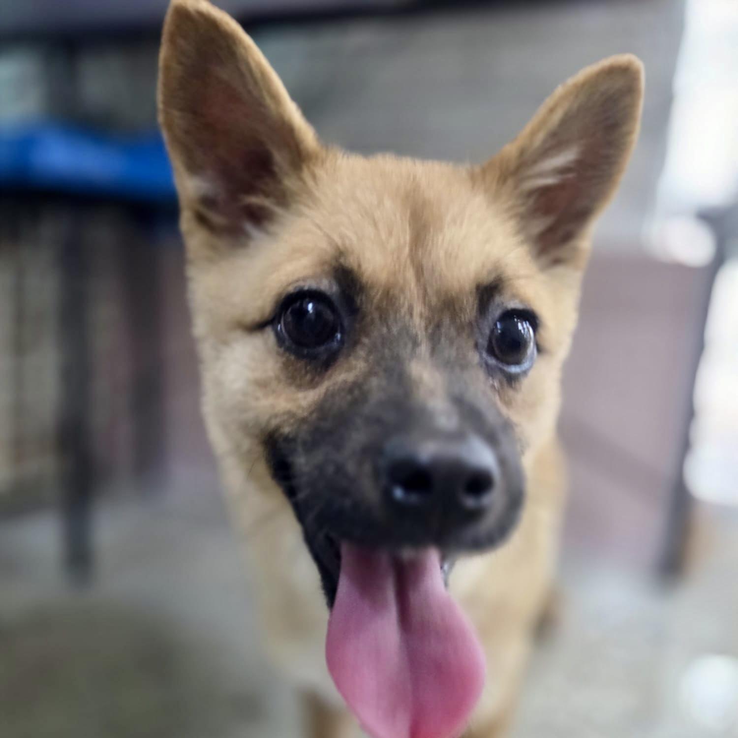 Enlarge Yerol, a Adoptable mixed breed in Manchester , NH image 4/5