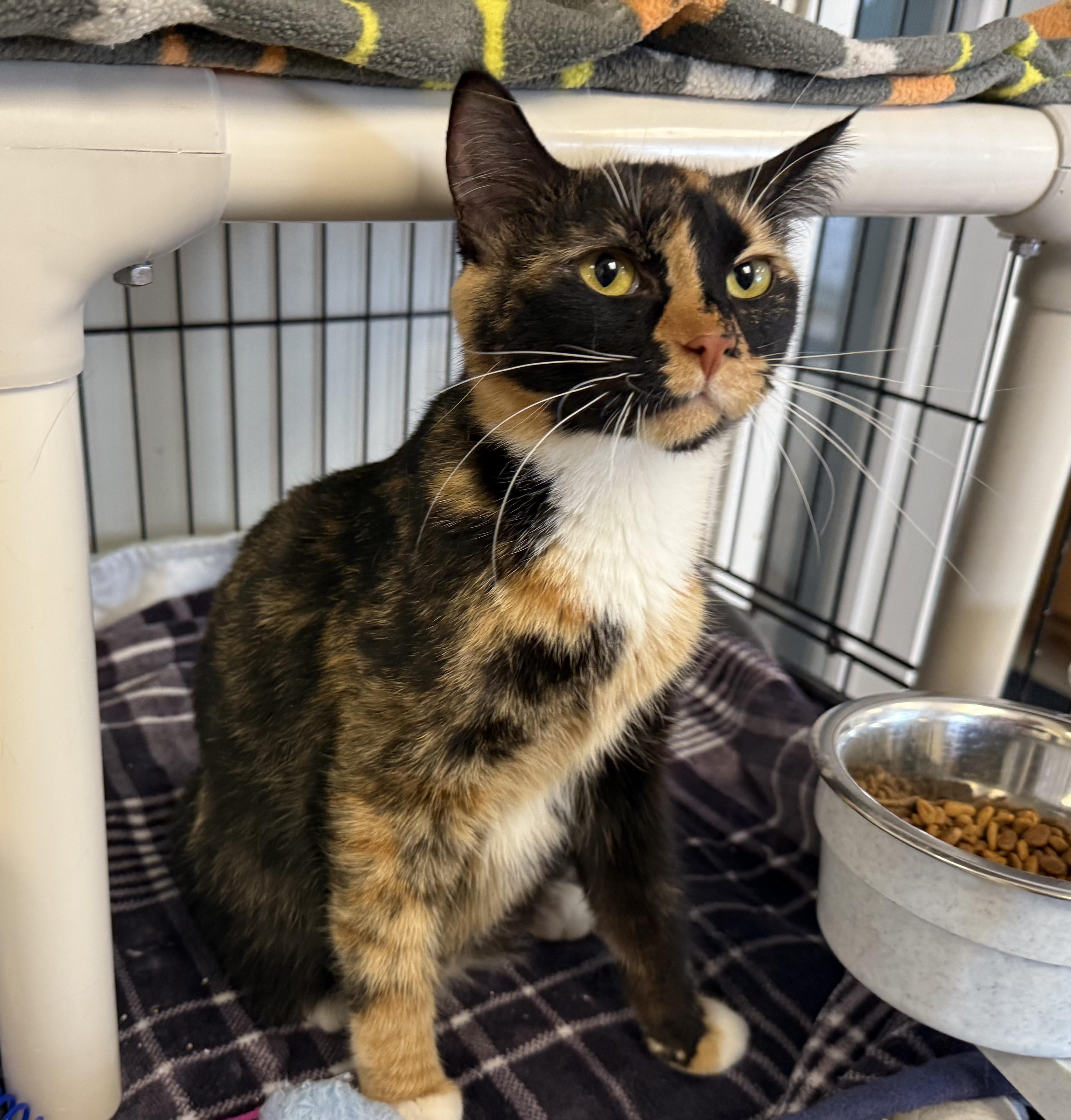 ASANTE, an adopted Domestic Short Hair in La Crescent, MN image 1/3