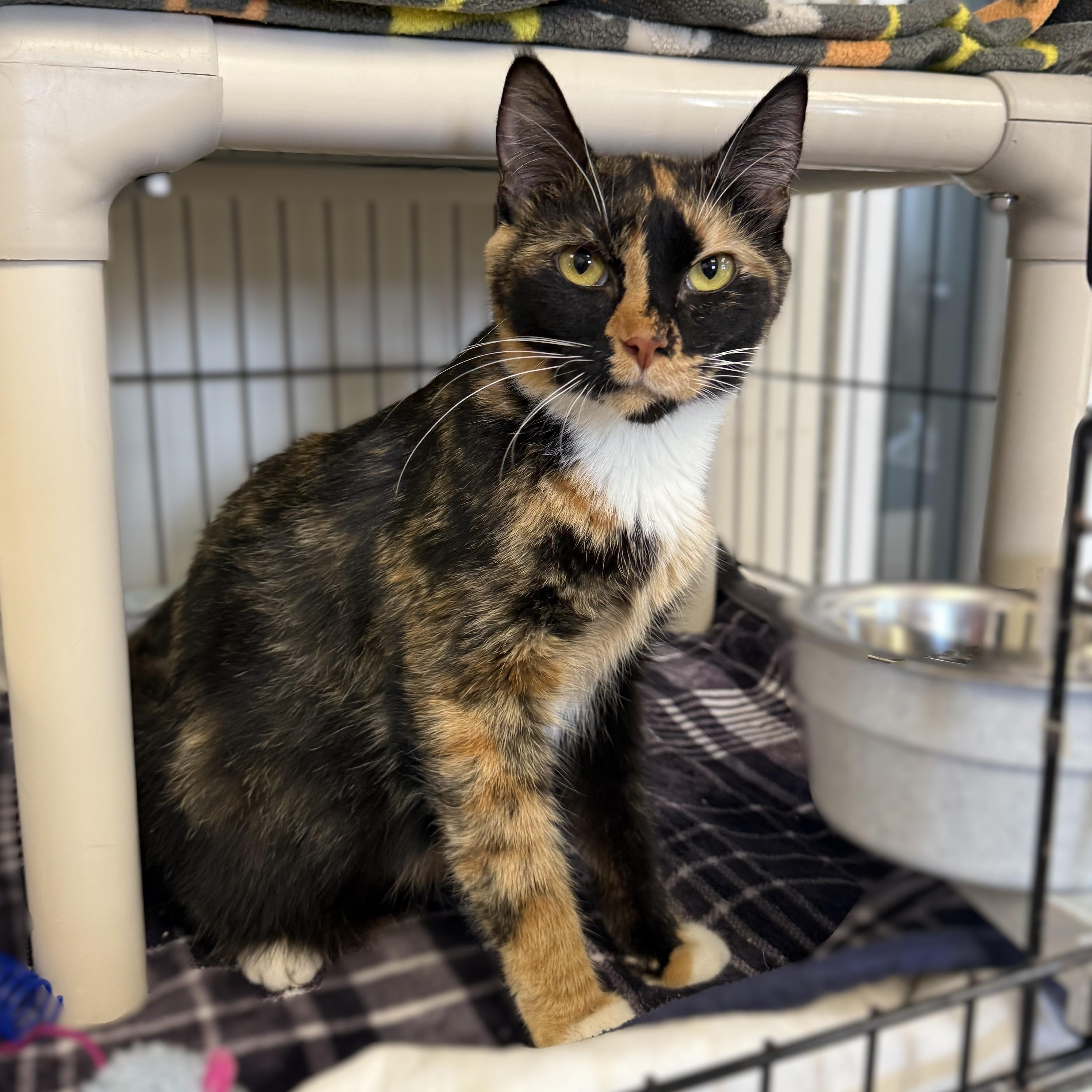 ASANTE, an adopted Domestic Short Hair in La Crescent, MN image 2/3