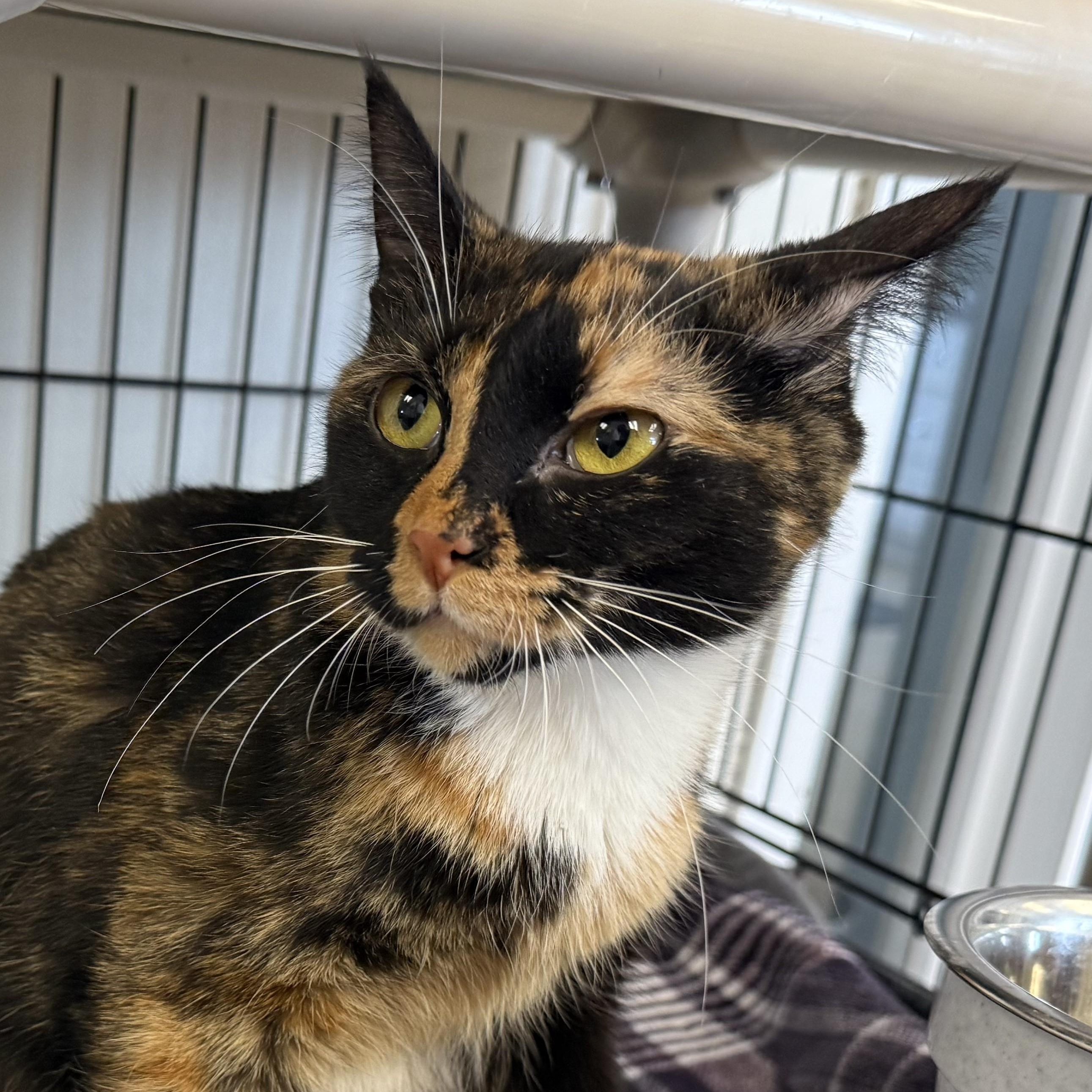 ASANTE, an adopted Domestic Short Hair in La Crescent, MN image 3/3