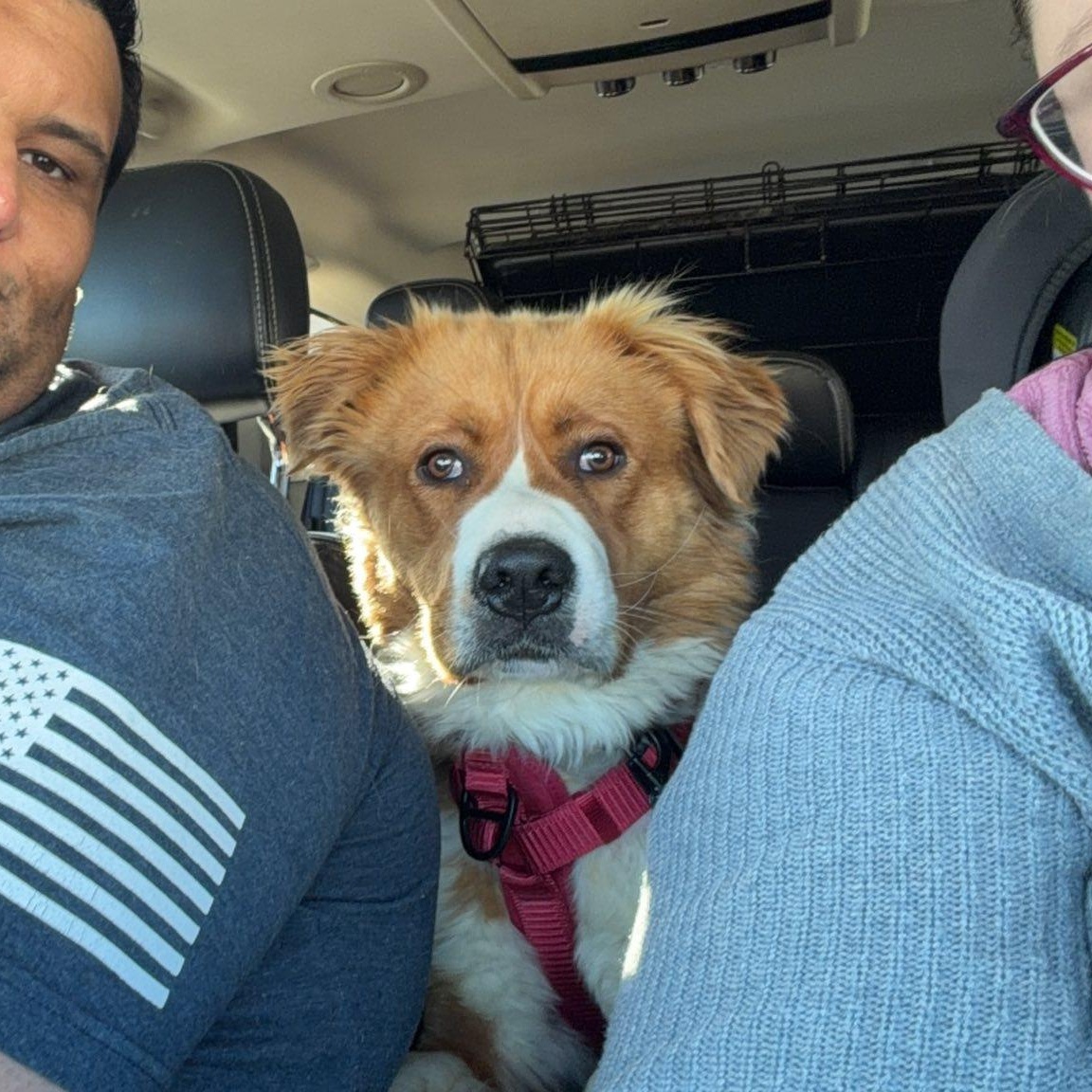 Nemore, an adoptable mixed breed in Woodstock, ON image 2/5