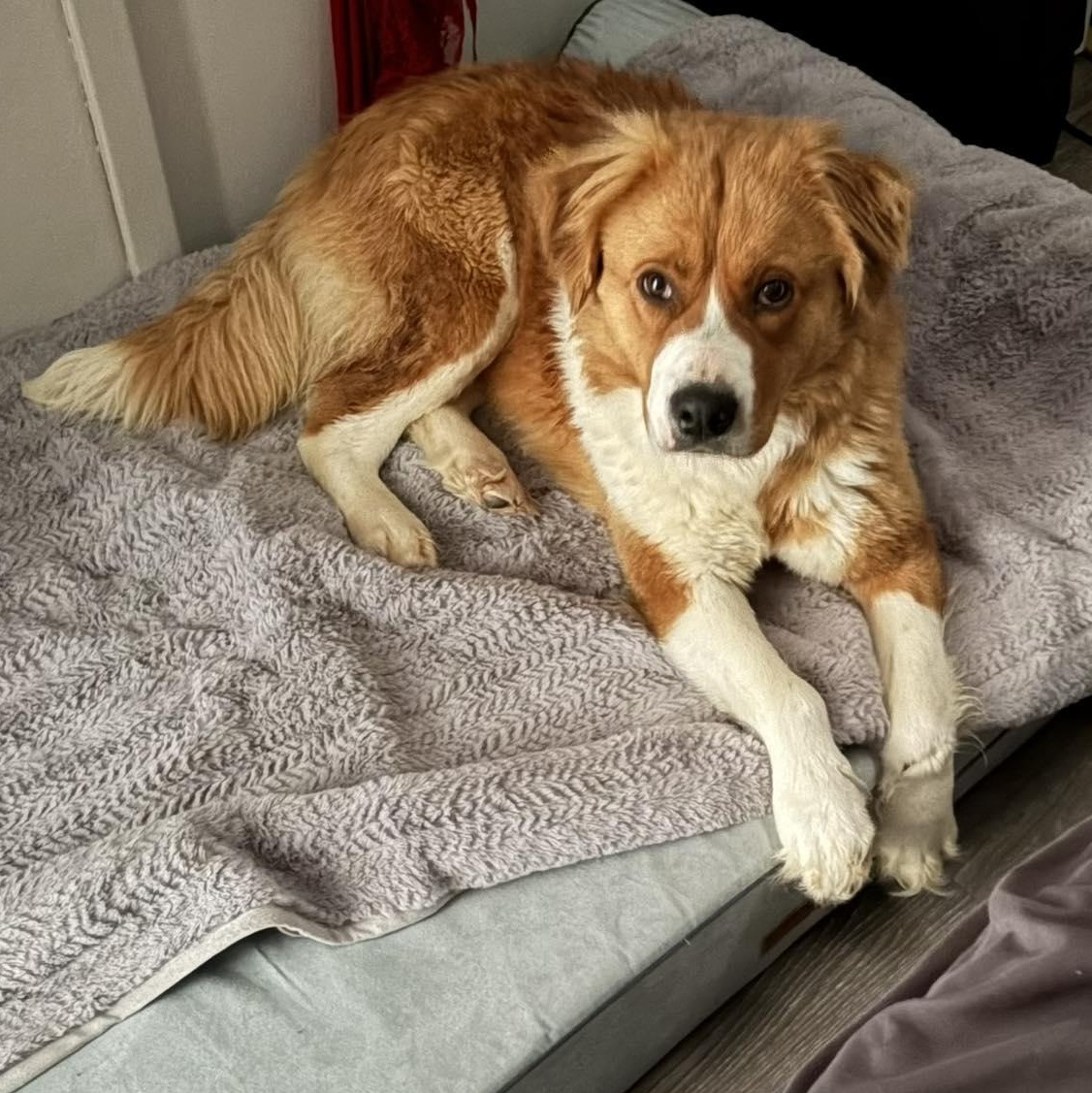 Nemore, an adoptable mixed breed in Woodstock, ON image 1/5