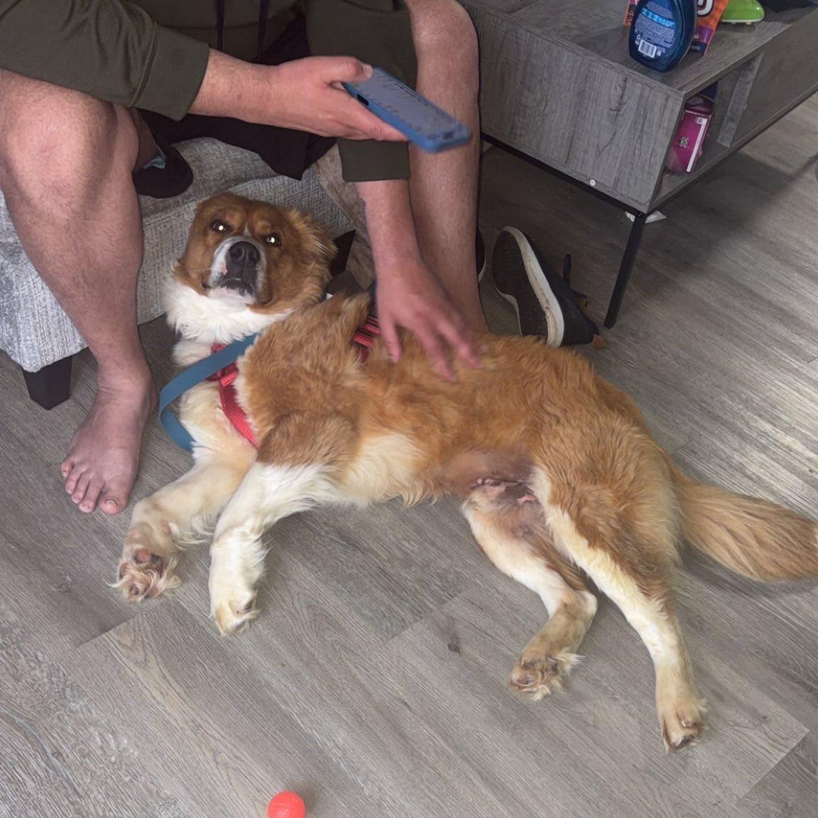 Nemore, an adoptable mixed breed in Woodstock, ON image 4/5