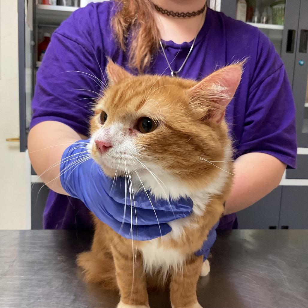 Enlarge Fluffy, a Adoptable Domestic Medium Hair in Monroe, LA image 1/1