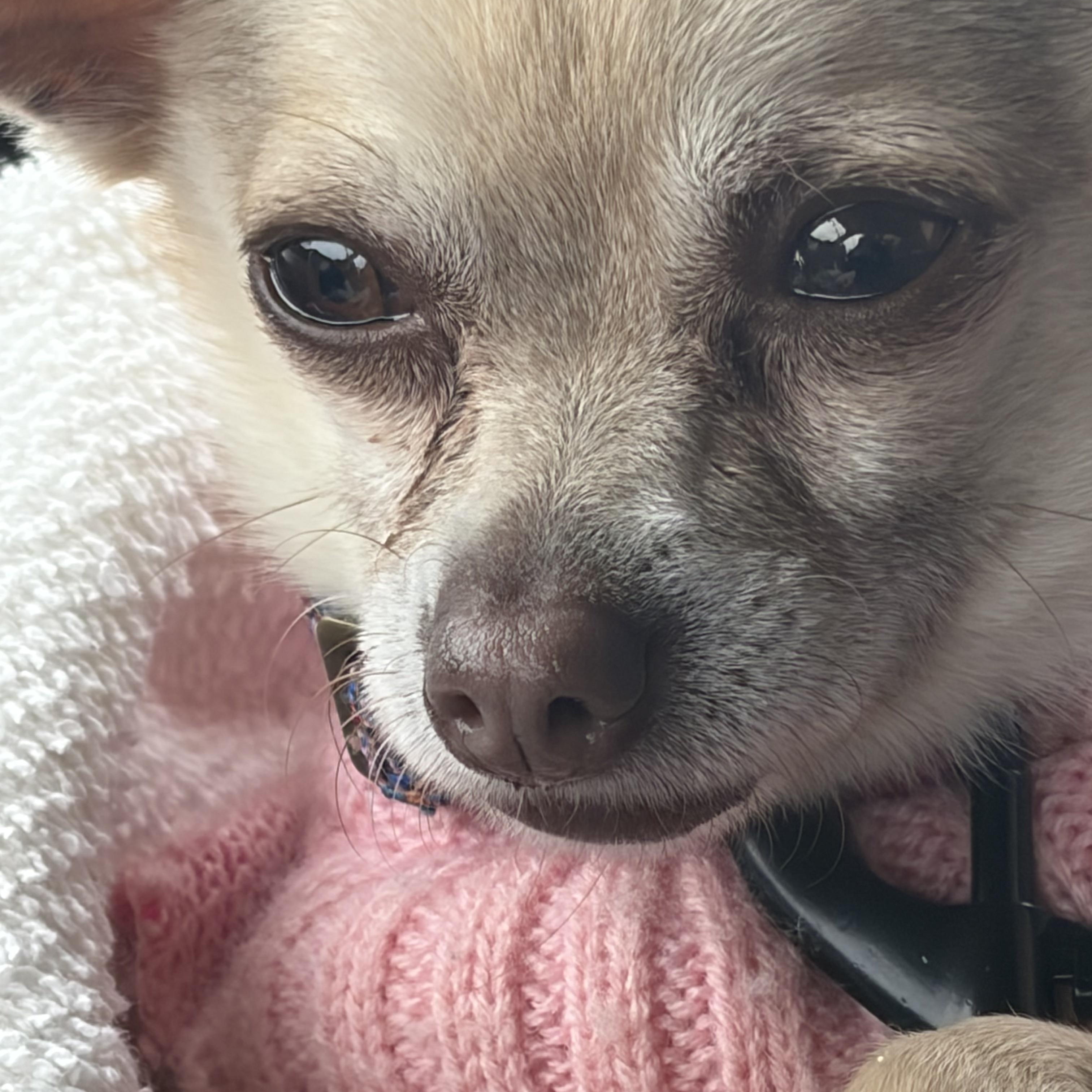 Carlos, ADOPTABLE, Adult Male Chihuahua.