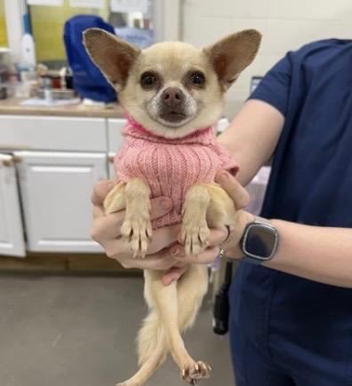 Enlarge Carlos, a ADOPTABLE Chihuahua in Gaithersburg, MD image 2/2