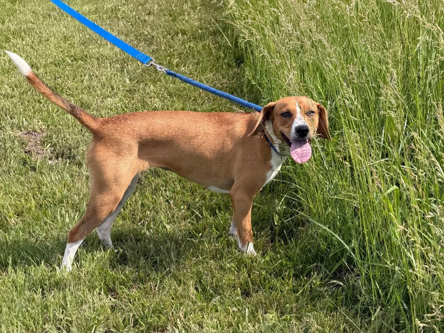 Enlarge Daisy Rose, a ADOPTABLE mixed breed in Liberty, IN image 2/5