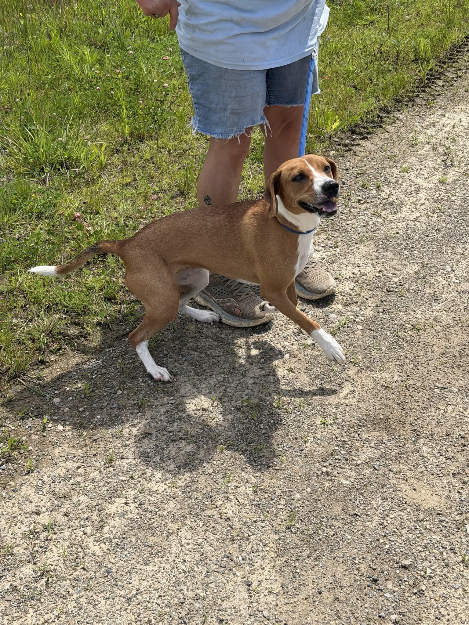 Daisy Rose, ADOPTABLE, Young Female Beagle & Mountain Cur.