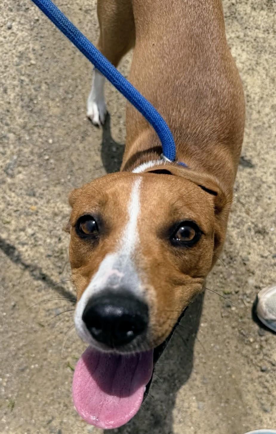 Enlarge Daisy Rose, a ADOPTABLE mixed breed in Liberty, IN image 5/5